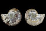 Agate Replaced Ammonite Fossil - Madagascar #169482-1